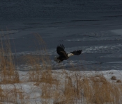 2015 02 07 RedWing 016